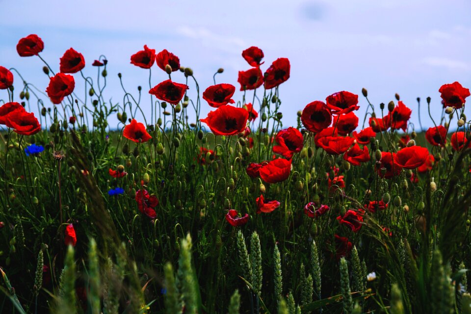 Green masuria papaver