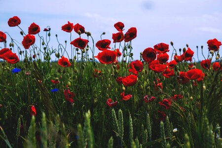 Green masuria papaver