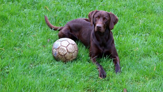Mammal ball attention