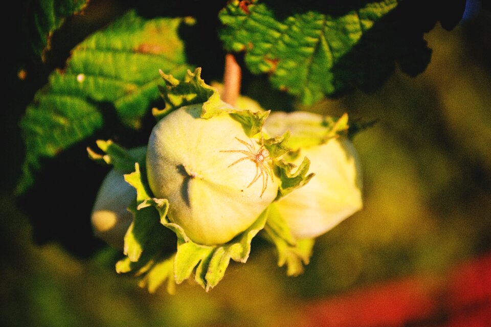 Hazelnuts masuria nut