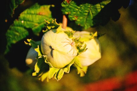 Hazelnuts masuria nut