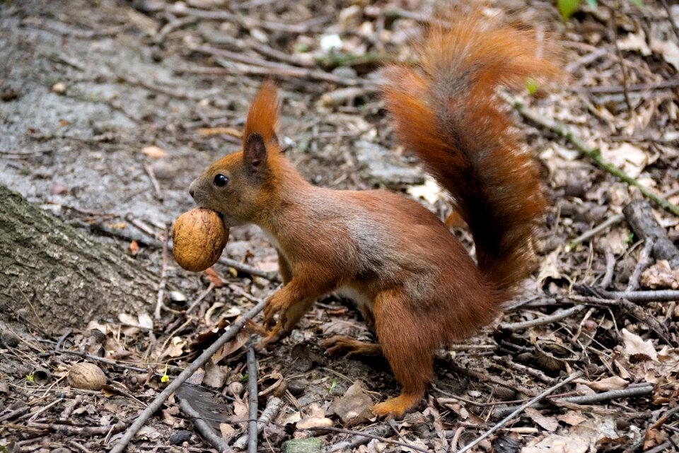 Nature animals walnut