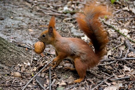 Nature animals walnut