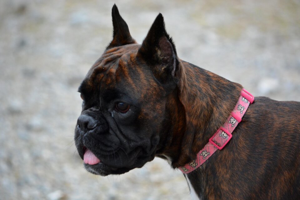 Animal cute puppy