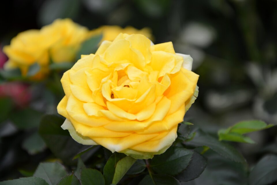 Flower plant perfume