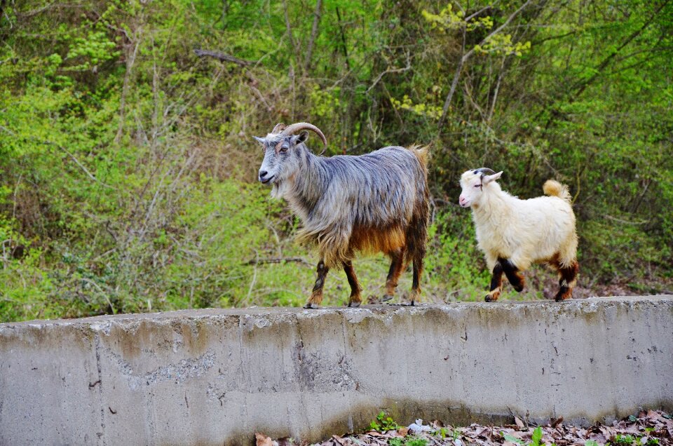 Farm nature mammal photo