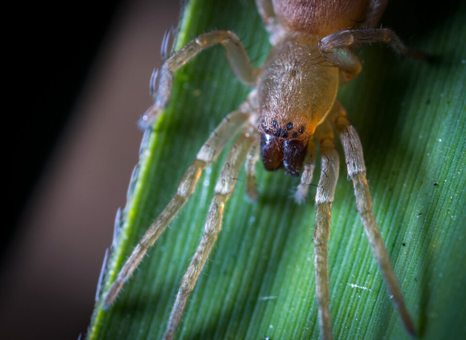 Nature animals arachnids