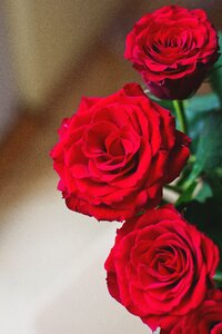 Red rose roses photo