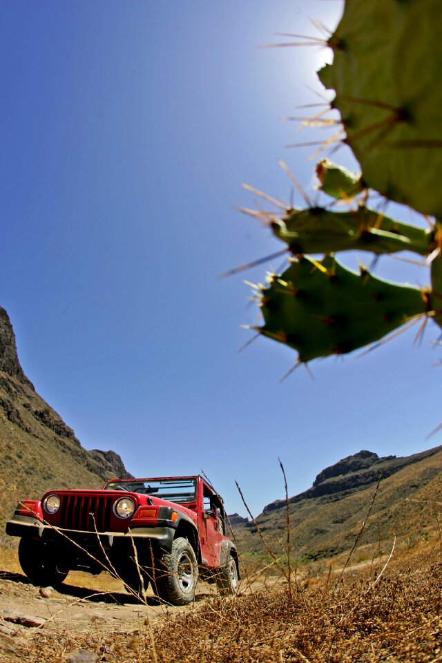 Landscape cactus adventure