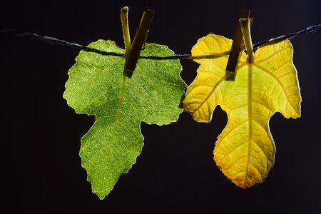 Yellow leash clothes line