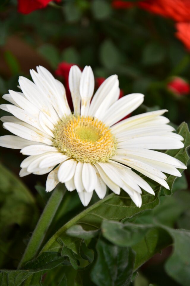 Garden nature flower garden