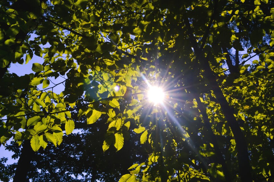 Leaf leaves shine photo