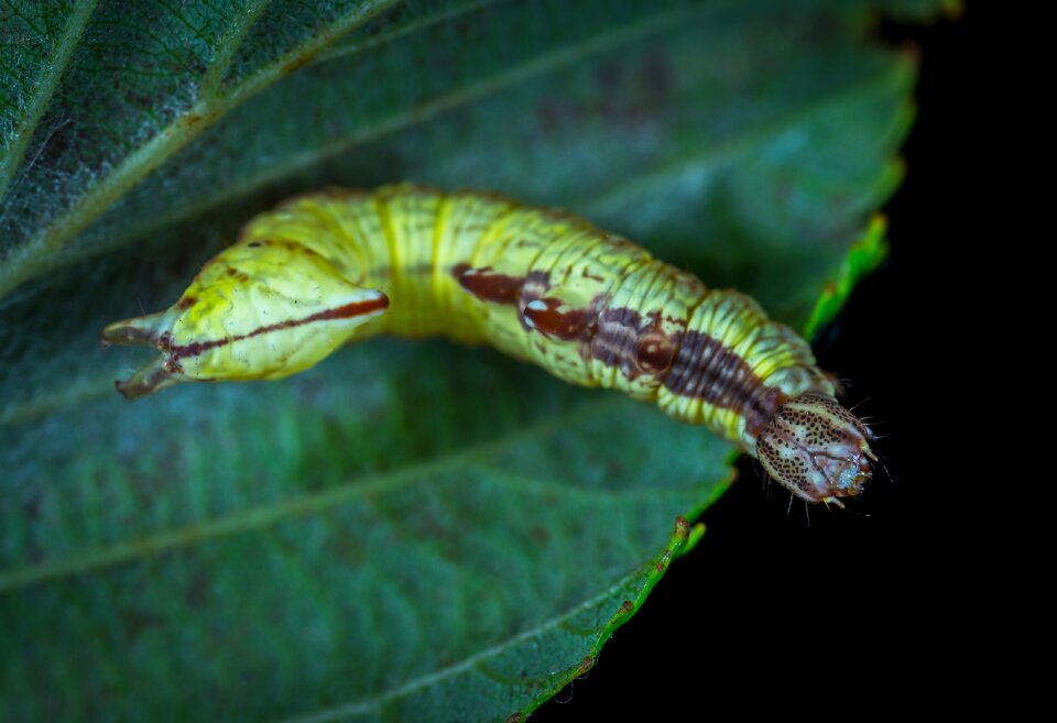 Nature animals macro