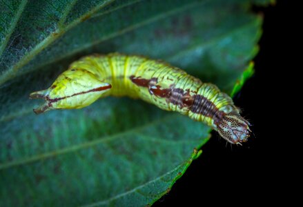 Nature animals macro photo