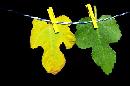 Yellow leash clothes line