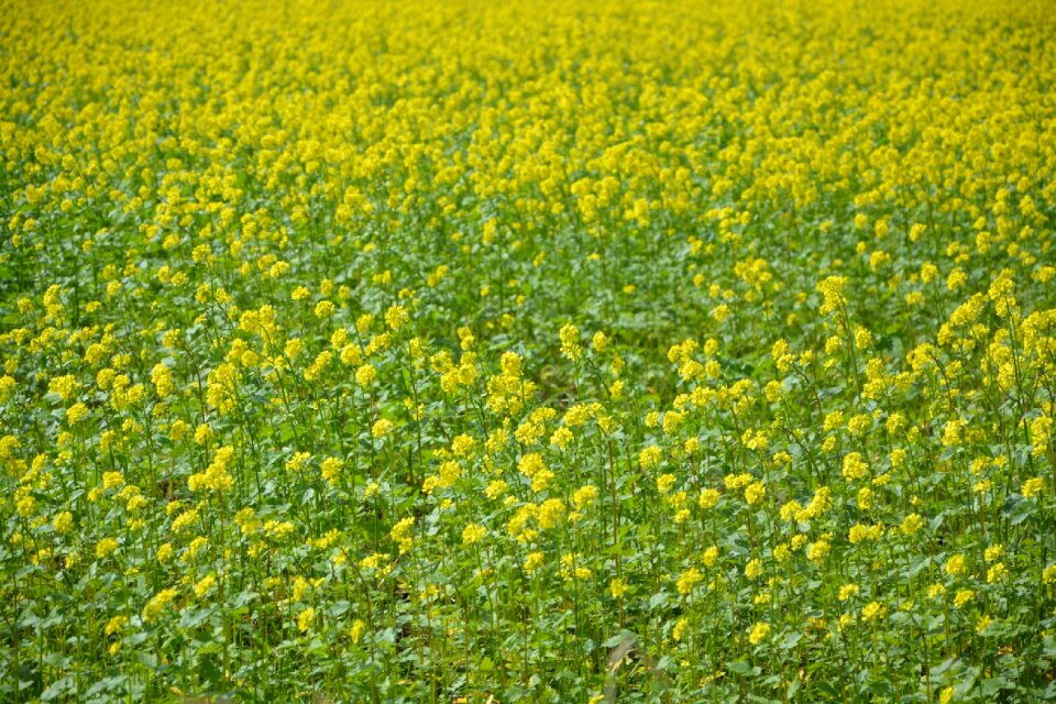 Yellow flowers plant harvest