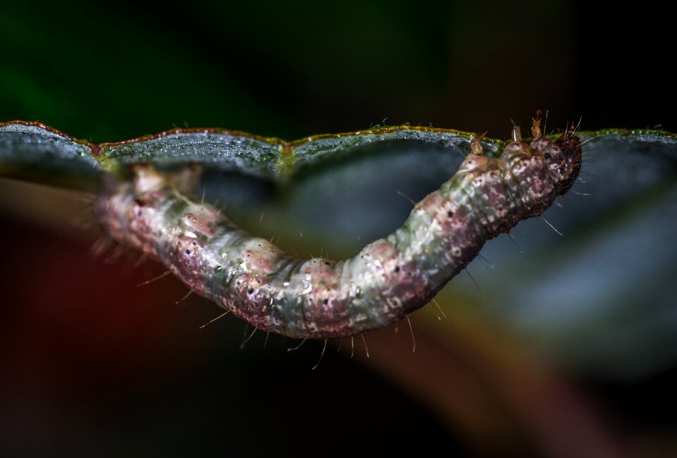 Larva animals macro