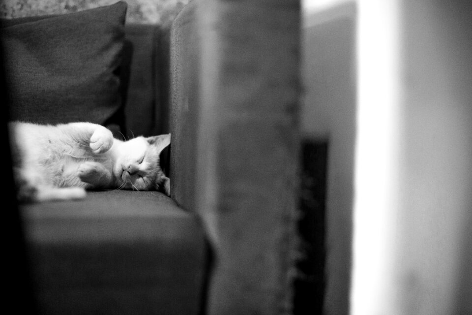 Sleeping pet animal