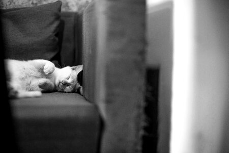 Sleeping pet animal photo