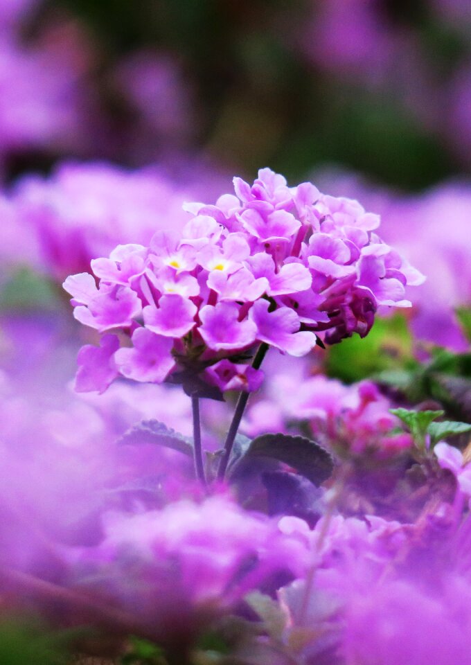 Garden summer petal