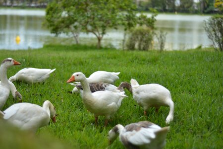 Wildlife animal swan photo