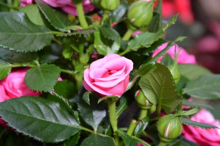 Events rose bud floral composition photo