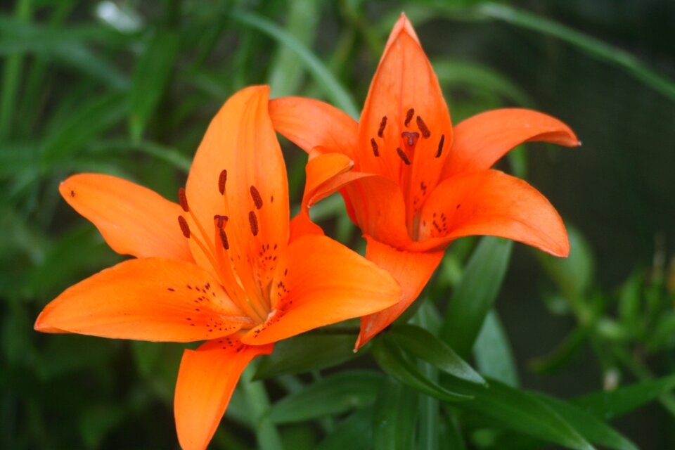 Plant garden nature