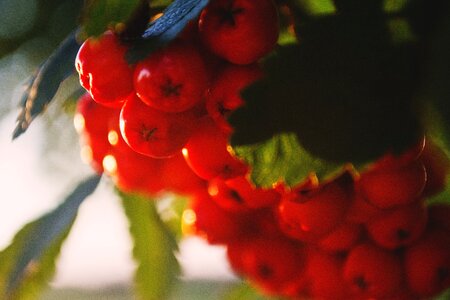 Red rowan summer
