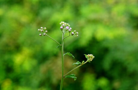 Natural weed flowers