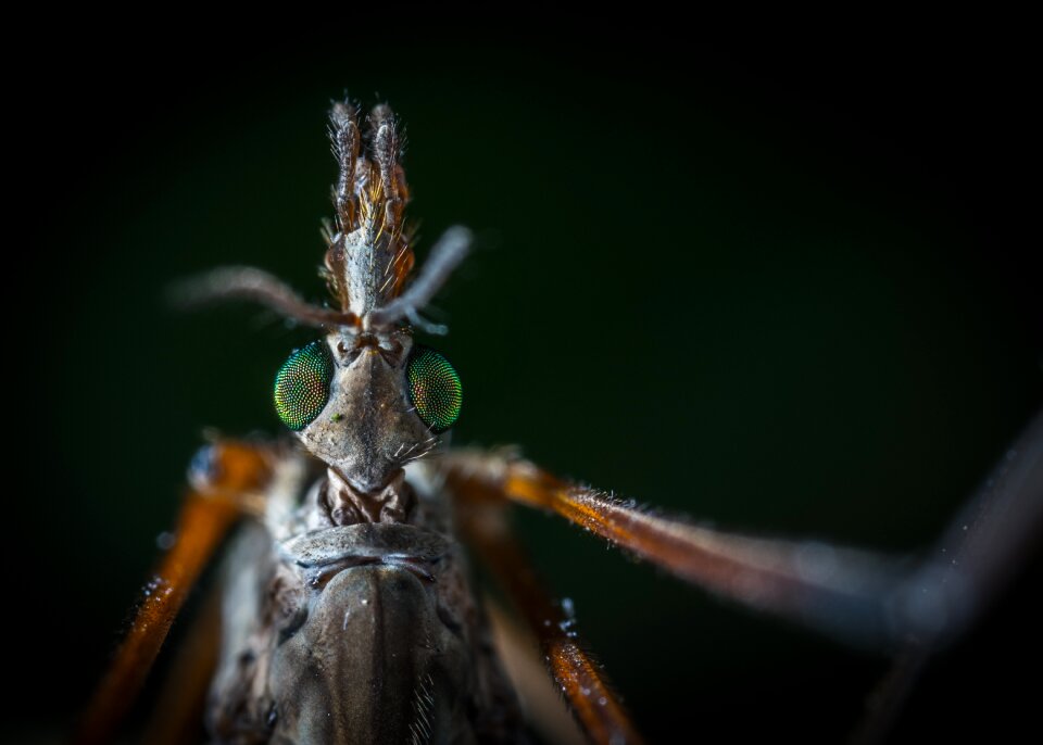 Living nature macro portrait