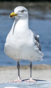 Nature seagull animal photo