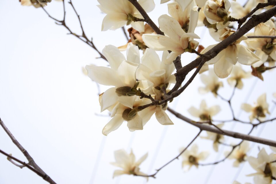 The scenery flowers white