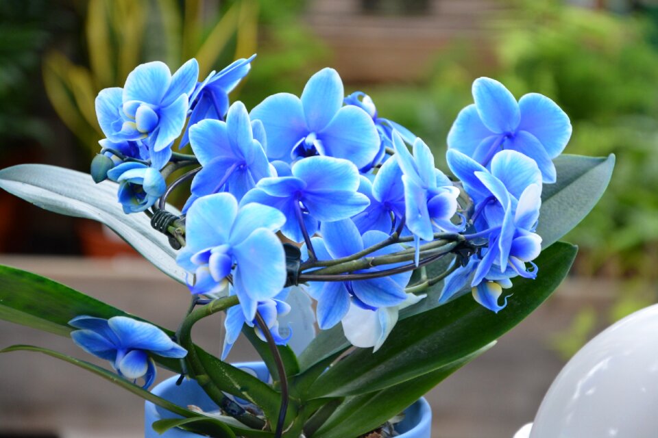 Nature offer gift