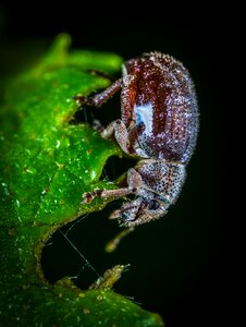 Living nature no one beetle