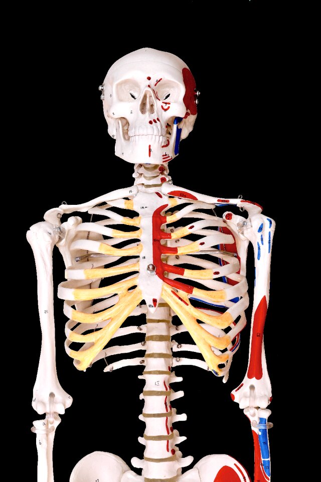 Model physio anatomy