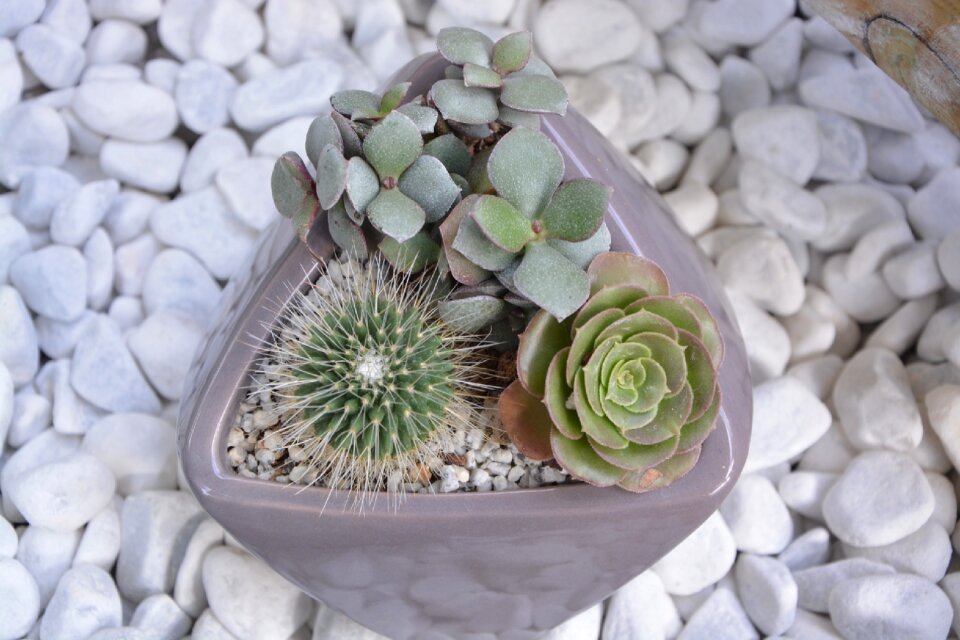 Succulent garden nature