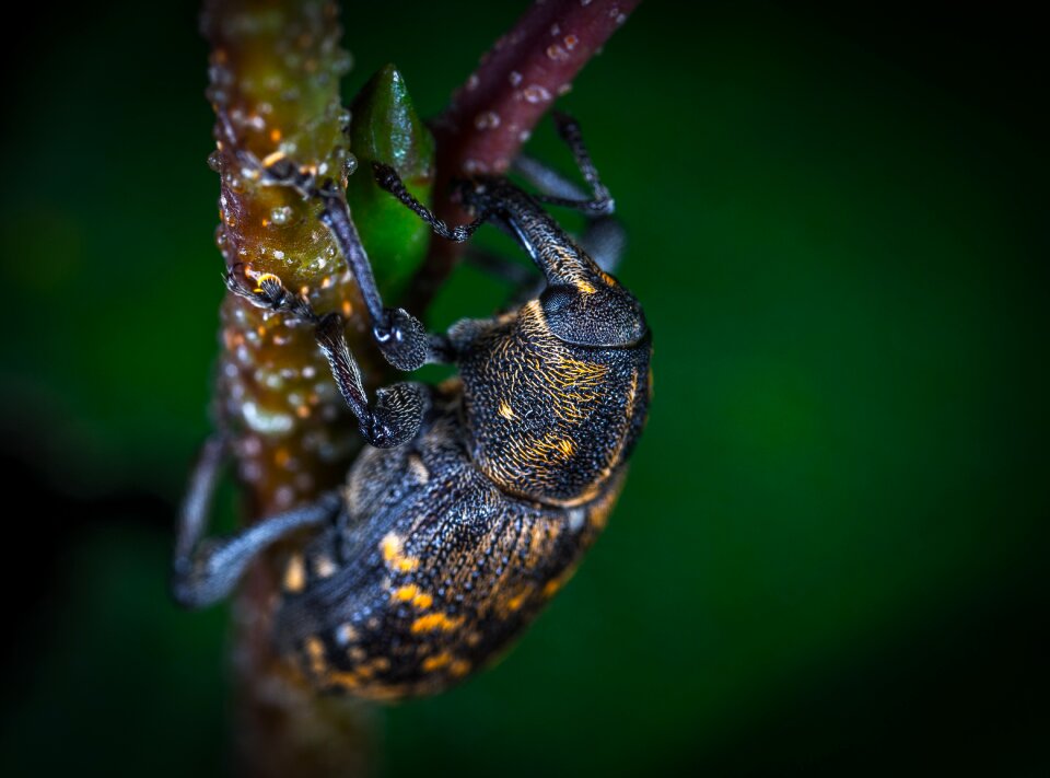 Nature beetle macro
