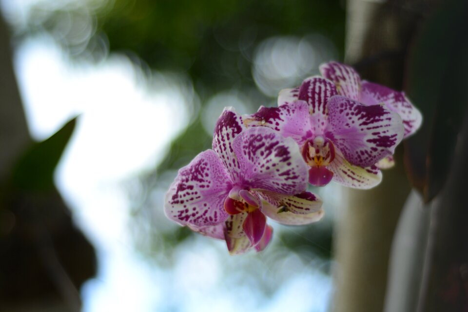 Spring garden petal