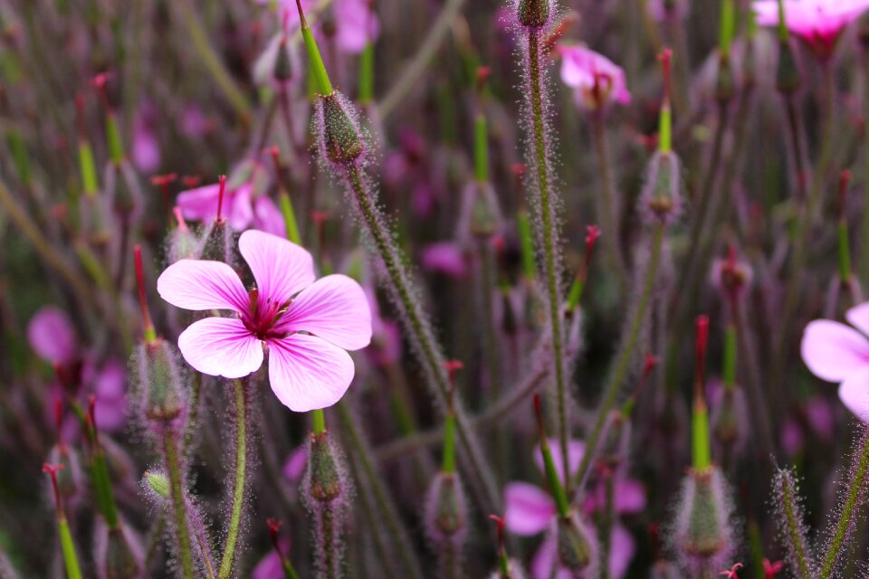 Purple flowers nature floral
