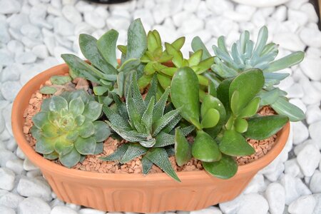 Offer gift nature decorative