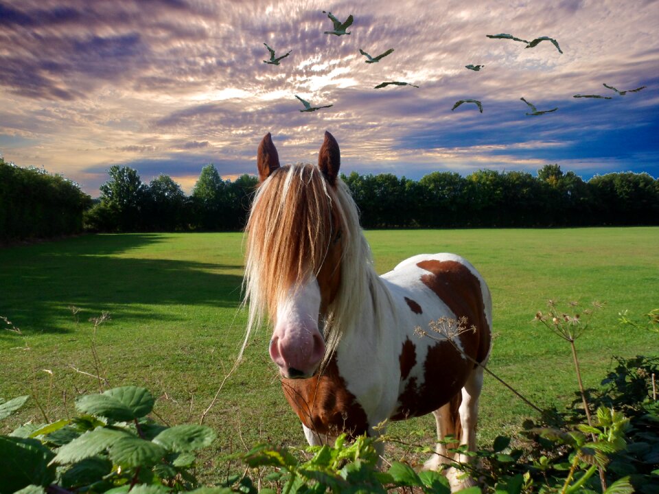 Sunset animal mane