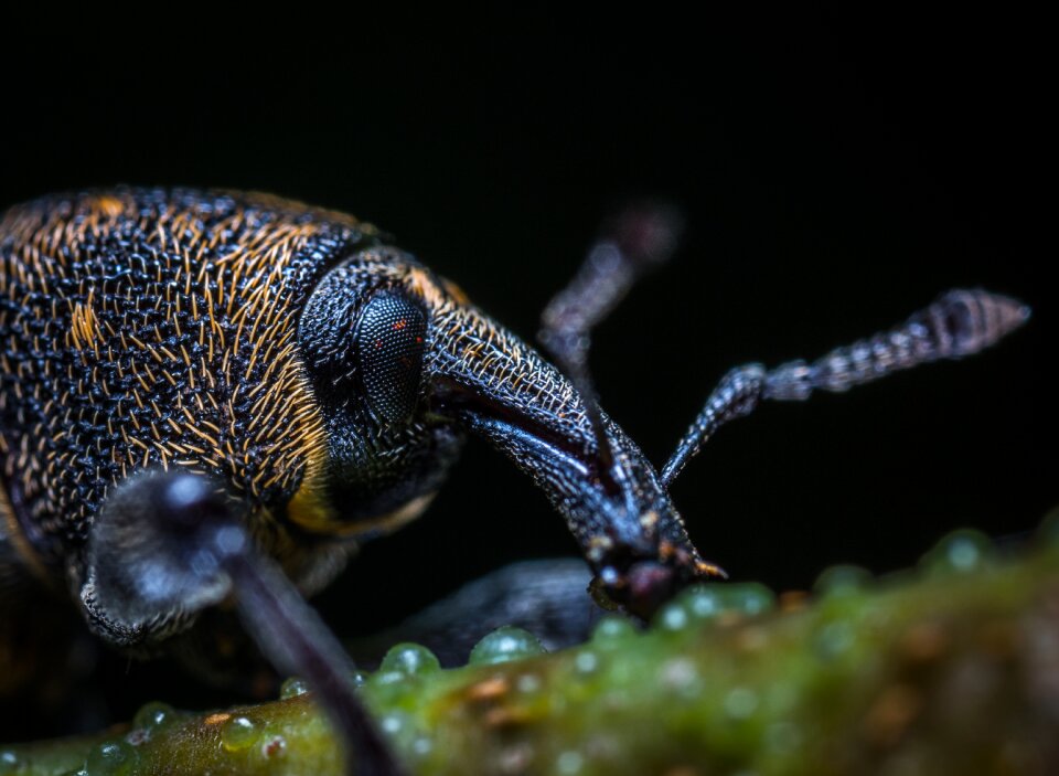Animals insect beetle