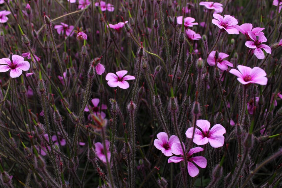 Purple flowers nature floral photo