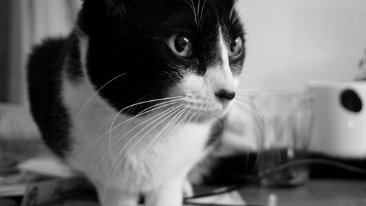 Animal domestic pet animal