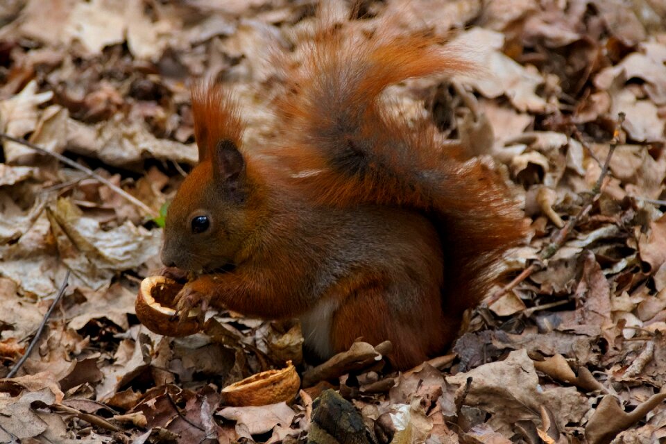 Animals tail walnut