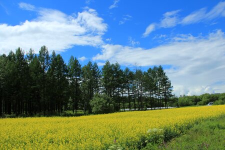 Canola flower field blue sky white cloud