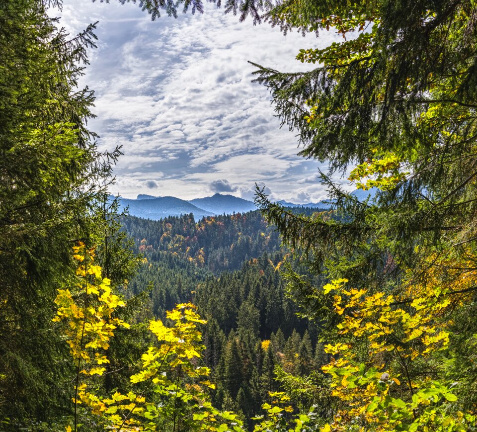 Bavaria bavarian trees