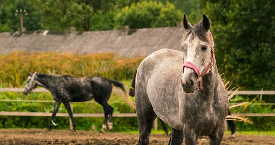 Mammals field horse