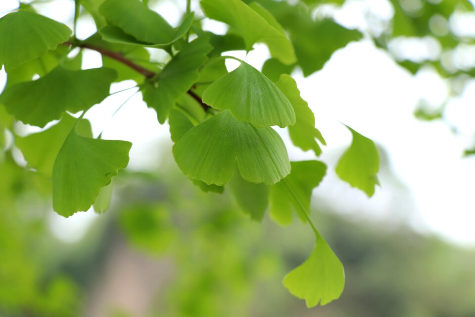 Ginkgo garden tree