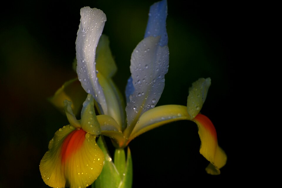 No one nature sheet